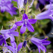 Zvonek dalmatský 'Clockwise Deep Blue' - Campanula portenschlagiana 'Clockwise Deep Blue'