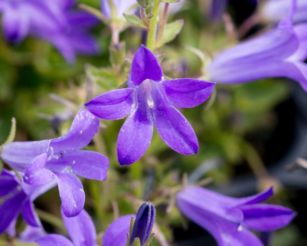 Zvonek dalmatský 'Clockwise Deep Blue' - Campanula portenschlagiana 'Clockwise Deep Blue'