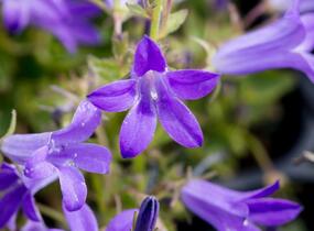 Zvonek dalmatský 'Clockwise Deep Blue' - Campanula portenschlagiana 'Clockwise Deep Blue'