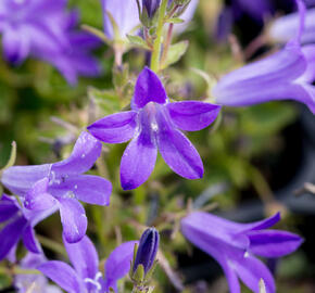 Zvonek dalmatský 'Clockwise Deep Blue' - Campanula portenschlagiana 'Clockwise Deep Blue'