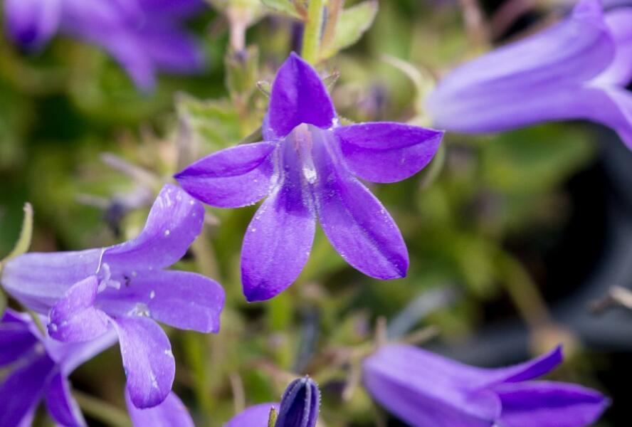 Zvonek dalmatský 'Clockwise Deep Blue' - Campanula portenschlagiana 'Clockwise Deep Blue'