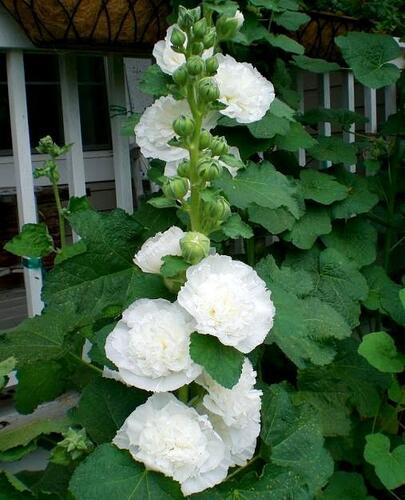 Topolovka růžová 'Ariella White' - Alcea rosea 'Ariella White'