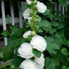 Topolovka růžová 'Ariella White' - Alcea rosea 'Ariella White'