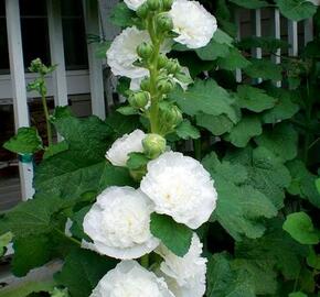 Topolovka růžová 'Ariella White' - Alcea rosea 'Ariella White'