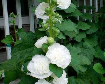 Topolovka růžová 'Ariella White'