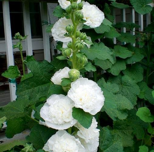 Topolovka růžová 'Ariella White' - Alcea rosea 'Ariella White'