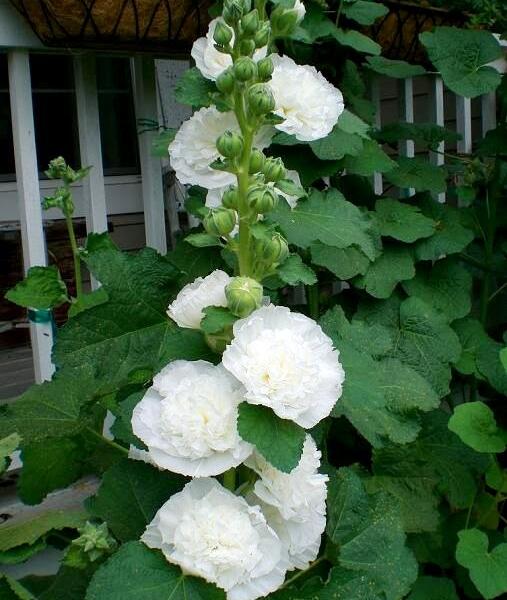 Topolovka růžová 'Ariella White' - Alcea rosea 'Ariella White'