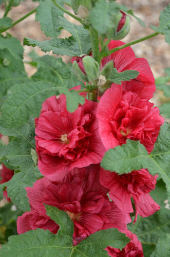 Topolovka růžová 'Ariella Red' - Alcea rosea 'Ariella Red'