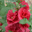 Topolovka růžová 'Ariella Red' - Alcea rosea 'Ariella Red'