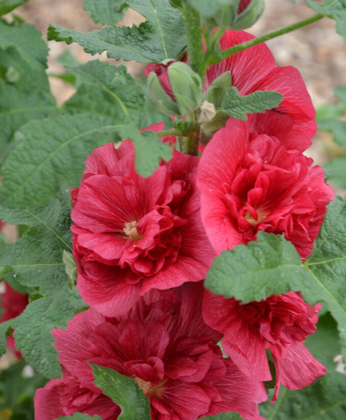 Topolovka růžová 'Ariella Red' - Alcea rosea 'Ariella Red'