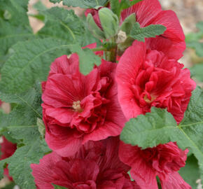 Topolovka růžová 'Ariella Red' - Alcea rosea 'Ariella Red'