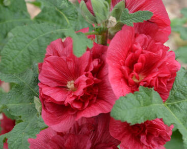 Topolovka růžová 'Ariella Red'