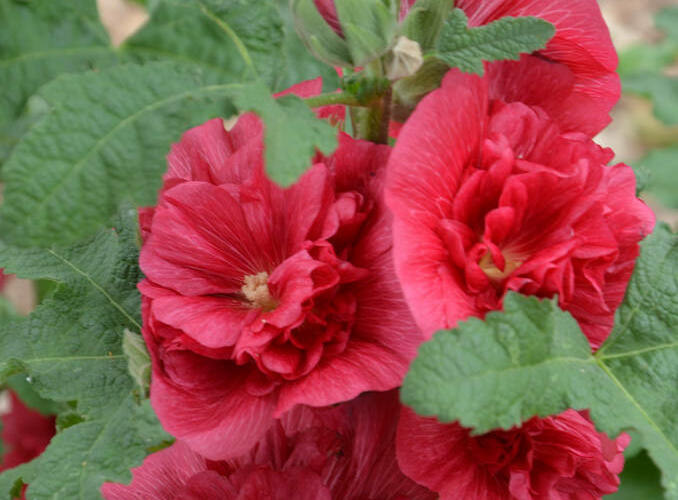 Topolovka růžová 'Ariella Red' - Alcea rosea 'Ariella Red'