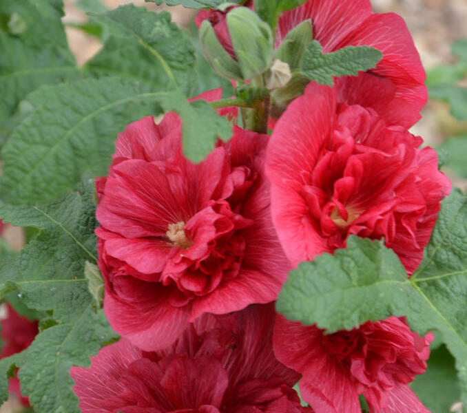 Topolovka růžová 'Ariella Red' - Alcea rosea 'Ariella Red'