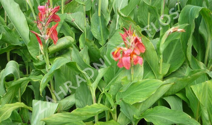 Dosna indická 'Mix' - Canna indica 'Mix'