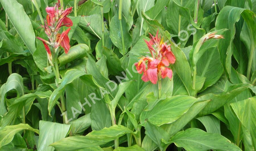 Dosna indická 'Mix' - Canna indica 'Mix'