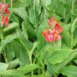 Dosna indická 'Mix' - Canna indica 'Mix'