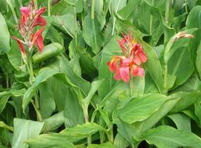 Dosna indická 'Mix' - Canna indica 'Mix'