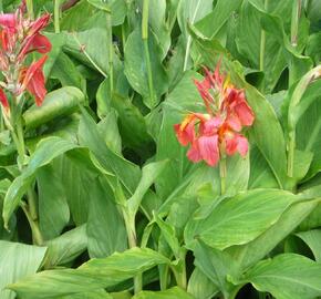 Dosna indická 'Mix' - Canna indica 'Mix'