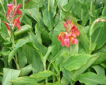 Dosna indická 'Mix'