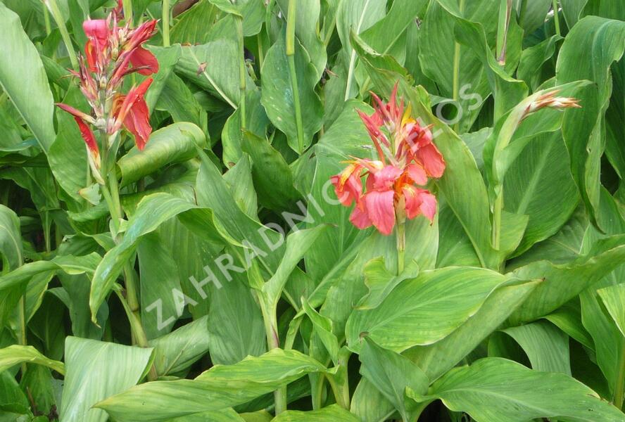 Dosna indická 'Mix' - Canna indica 'Mix'