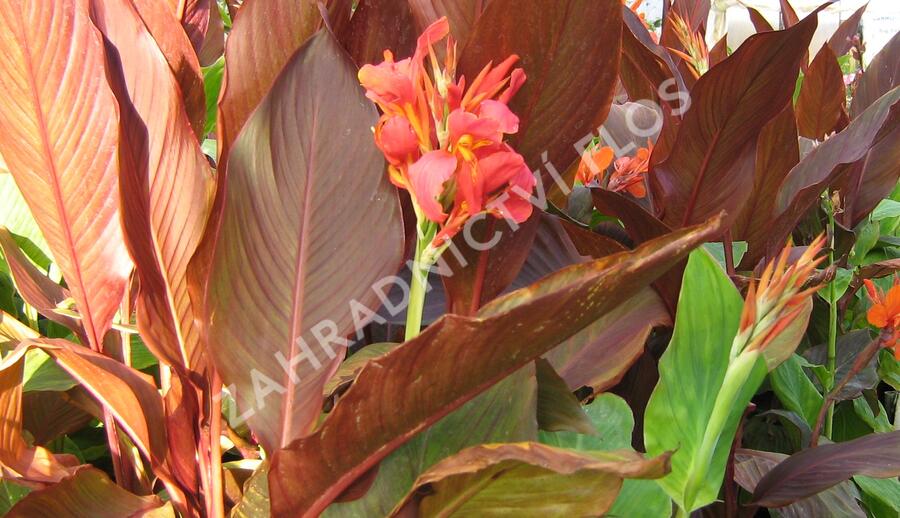 Dosna indická 'Mix' - Canna indica 'Mix'