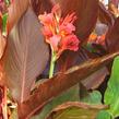 Dosna indická 'Mix' - Canna indica 'Mix'