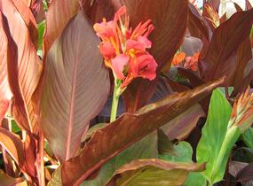 Dosna indická 'Mix' - Canna indica 'Mix'