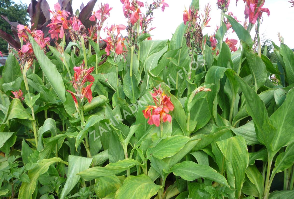 Dosna indická 'Mix' - Canna indica 'Mix'