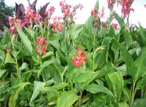 Dosna indická 'Mix' - Canna indica 'Mix'