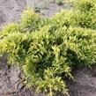 Jalovec prostřední 'Goldkissen' - Juniperus media 'Goldkissen'