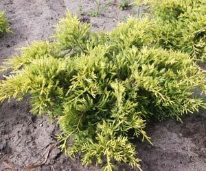 Jalovec prostřední 'Goldkissen'