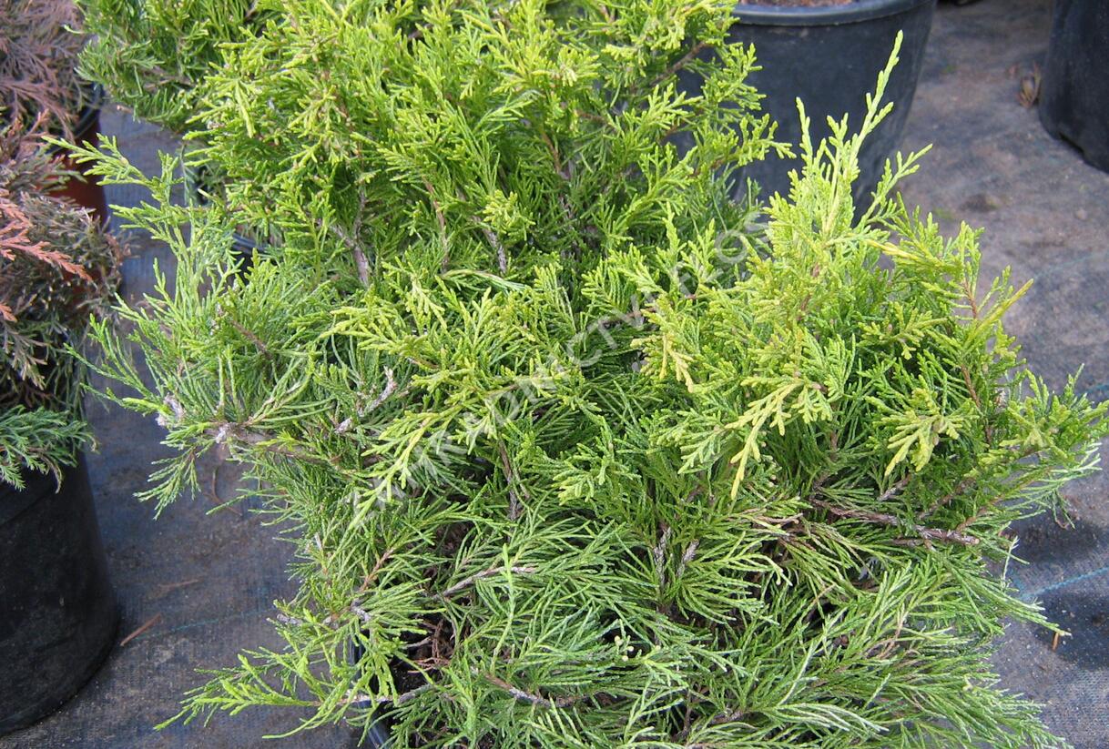 Jalovec prostřední 'Gold Coast' - Juniperus media 'Gold Coast'