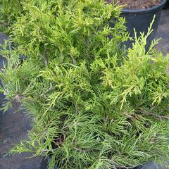 Jalovec prostřední 'Gold Coast' - Juniperus media 'Gold Coast'