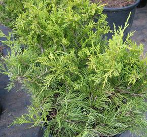 Jalovec prostřední 'Gold Coast' - Juniperus media 'Gold Coast'