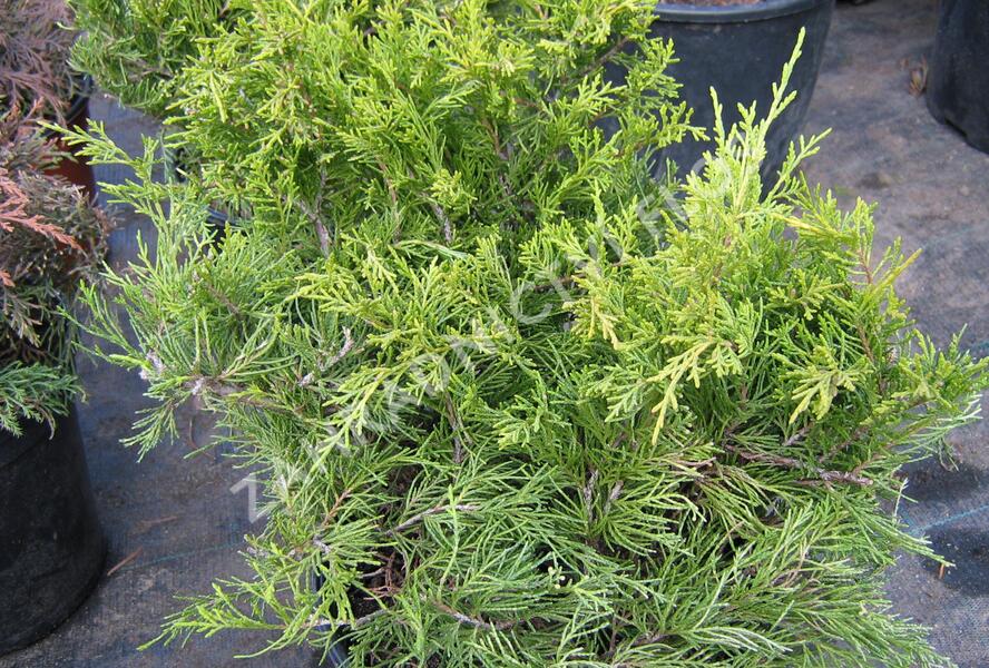 Jalovec prostřední 'Gold Coast' - Juniperus media 'Gold Coast'