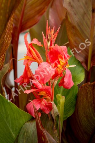 Dosna indická 'Orange' - Canna indica 'Orange'