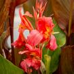 Dosna indická 'Orange' - Canna indica 'Orange'
