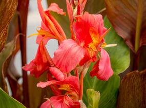 Dosna indická 'Orange' - Canna indica 'Orange'