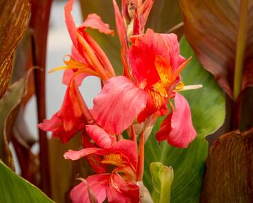 Dosna indická 'Orange'