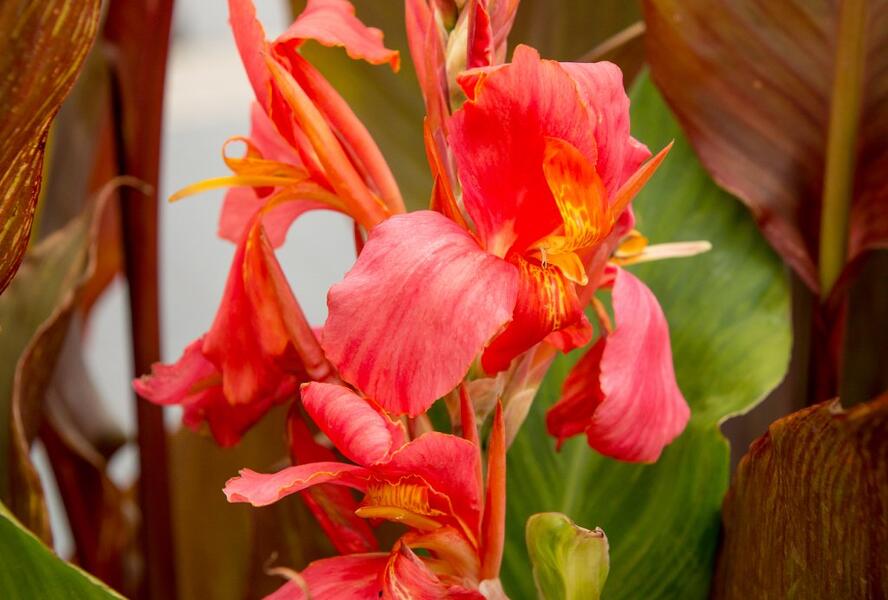 Dosna indická 'Orange' - Canna indica 'Orange'