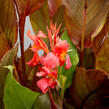 Dosna indická 'Orange' - Canna indica 'Orange'
