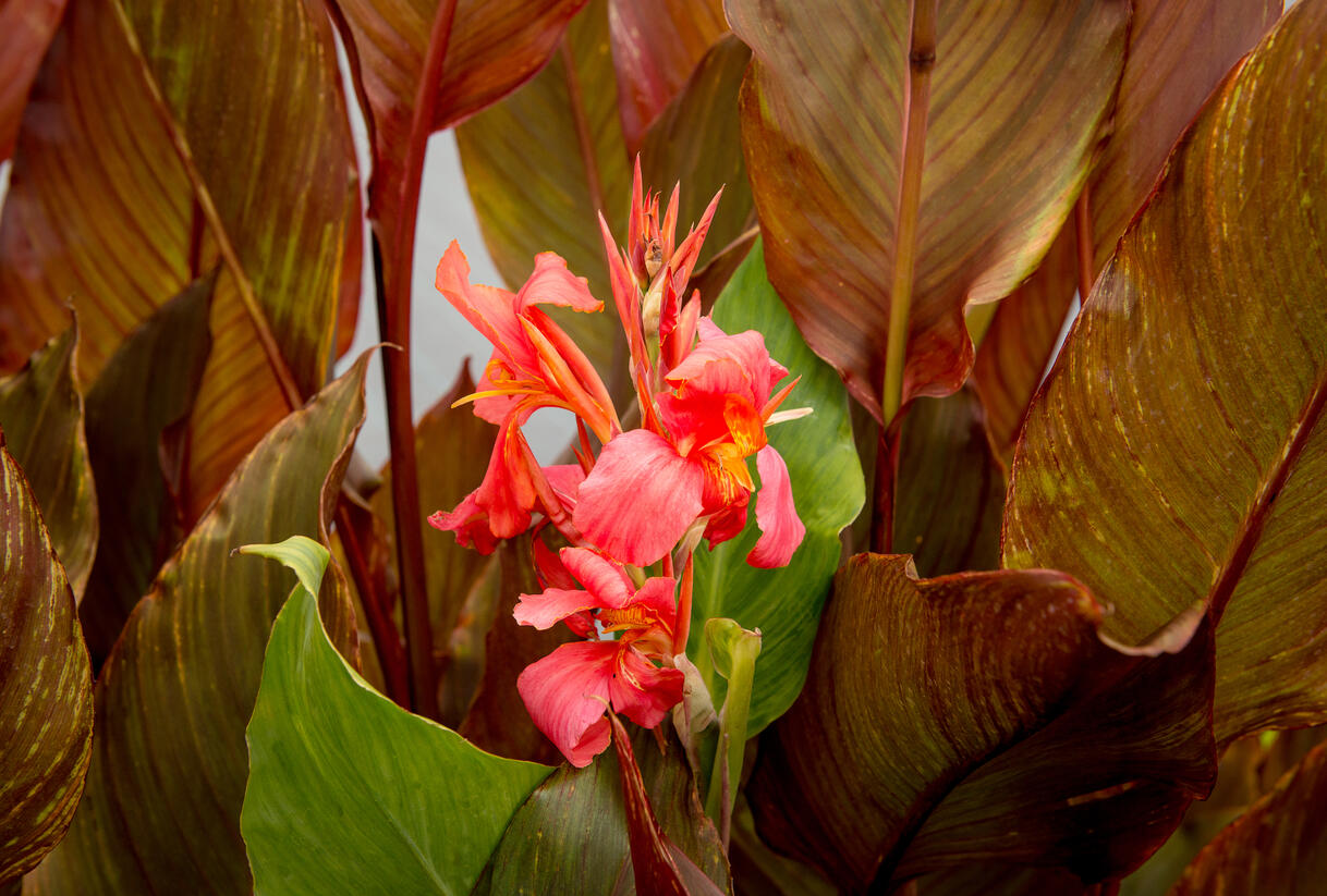 Dosna indická 'Orange' - Canna indica 'Orange'