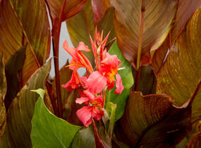Dosna indická 'Orange' - Canna indica 'Orange'