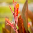 Dosna indická 'Orange' - Canna indica 'Orange'