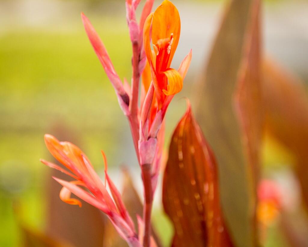 Dosna indická 'Orange' - Canna indica 'Orange'