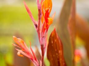 Dosna indická 'Orange' - Canna indica 'Orange'