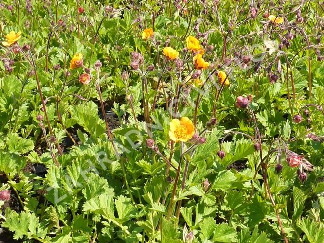 Kuklík potoční 'Leonards Variety' - Geum rivale 'Leonards Variety'