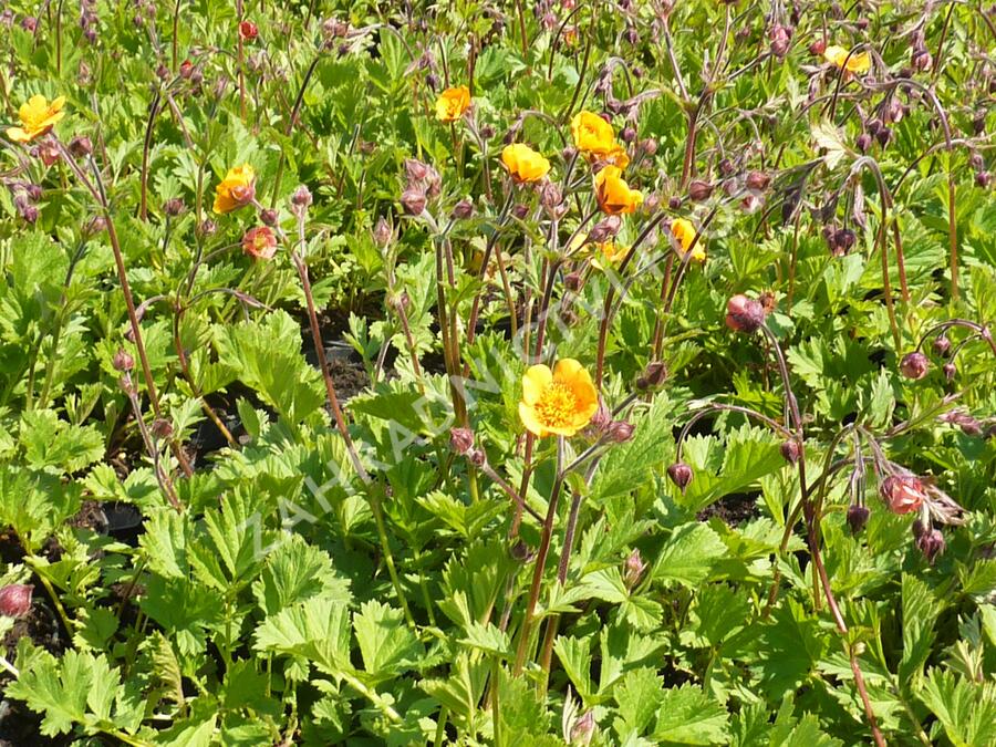 Kuklík potoční 'Leonards Variety' - Geum rivale 'Leonards Variety'