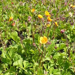 Kuklík potoční 'Leonards Variety' - Geum rivale 'Leonards Variety'
